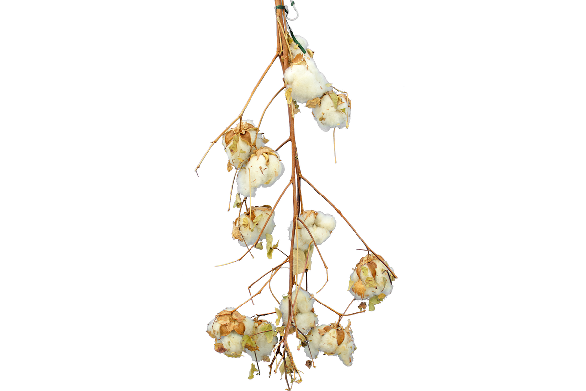 Cotton Stalk Natural Branch - Lee Display