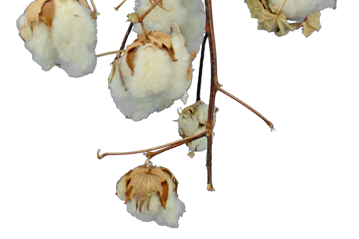 Cotton Stalk Natural Branch - Lee Display