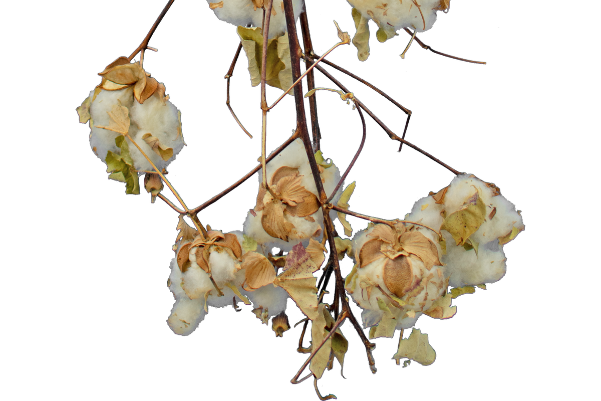 Cotton Stalk Natural Branch - Lee Display